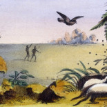 El pájaro que guía a humanos y animales hasta la miel a cambio de las sobras El pájaro que guía a humanos y animales hasta la miel a cambio de las sobras