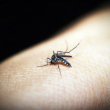 Este medicamento hace nuestra sangre mortal para los mosquitos Este medicamento hace nuestra sangre mortal para los mosquitos