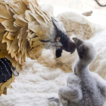 Récord de nacimientos de quebrantahuesos Récord de nacimientos de quebrantahuesos