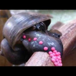 Caracol manzana soltando huevos Caracol manzana soltando huevos
