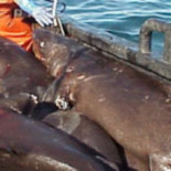 El arrastre de fondo está provocando el colapso de las poblaciones de peces de mar profundo