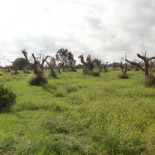 Y llegó la Xylella Fastidiosa – Te lo cuenta un agricultor