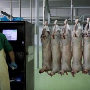 El tirón de la carne halal dispara el sacrificio de animales sin aturdimiento en España