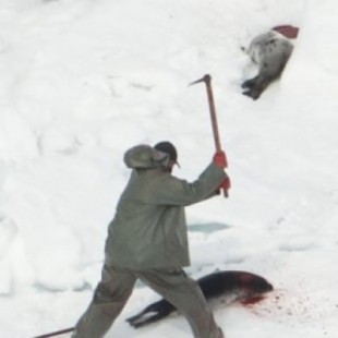 Más de 30.000 focas masacradas en Canadá en tan solo 9 días
