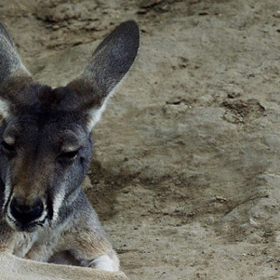 Un canguro muere en un zoológico de China tras ser apedreado por el público para que saltara