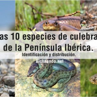 Culebras de la península Ibérica. Herpetología para todos