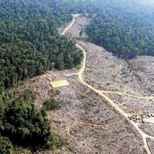 Noruega prohíbe la deforestación