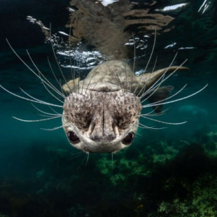 Poesía submarina: las mejores fotografías del Ocean Art Underwater Photography 2019