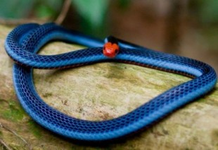 La serpiente más venenosa del mundo y la evolución del veneno