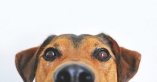 Los perros que se entrenan para detectar el coronavirus aciertan el 100 % de las veces