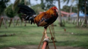 [India] Gallo mata a su dueño durante una pelea de gallos [ENG]