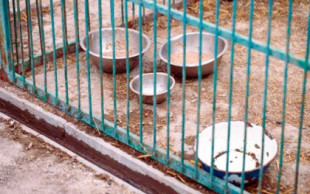 Un año de cárcel por matar de hambre a sus perros