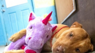 Un perro callejero roba un unicornio cinco veces hasta que el refugio se lo compra