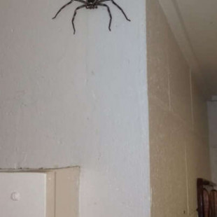 Hombre australiano explica porqué dejó vivir a una araña del tamaño de su cara... [ENG]