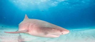 Trabajos de dragado en Bimini dejan su huella en el ADN de los tiburones