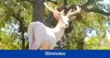 Los excepcionales ciervos blancos no solo viven en la mitología: consiguen divisar uno en Málaga