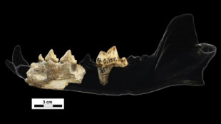 Descubren un perro salvaje prehistórico en un yacimiento icónico de fósiles humanos