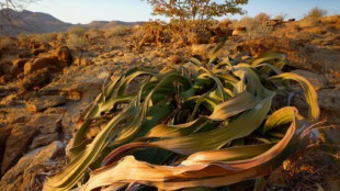 Welwitschia: así es la planta que "no puede morir"