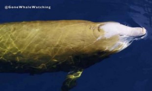 Imágenes que muestran esquivas "ballenas amarillas"