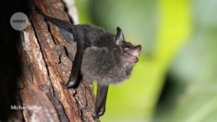 Las crías de murciélago balbucean como los bebés humanos [ENG]
