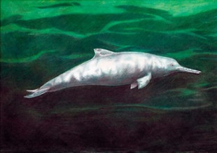 Confirman descubrimiento de nueva especie de delfín que vivió hace 7 millones de años
