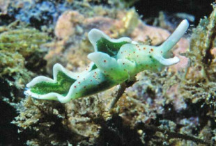 Las babosas marinas roban la maquinaria de fotosíntesis de las algas, usándola para impulsar la reproducción