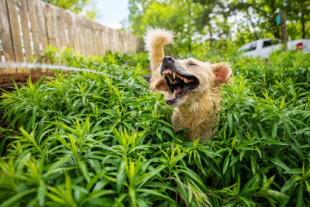 Es difícil no sonreír con las fotos de mascotas ganadoras del concurso Animal Friends Comedy Pet Photo Awards 2021