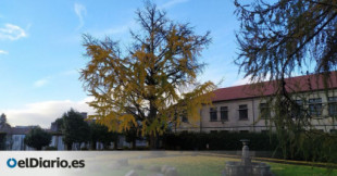 'Ginkgo biloba', el "fósil viviente" vegetal que alfombra de amarillo cada otoño un jardín de Santiago