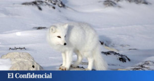 El zorro ártico, su belleza y la resistencia en el Polo Norte