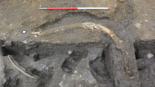 Encuentran un cementerio de mamuts dentro de una cantera de piedra en Reino Unido