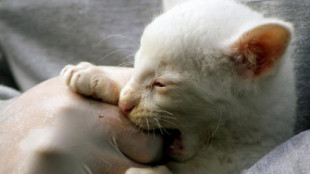 Las apariencias engañan: parece un lindo gatito blanco pero la realidad es otra