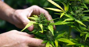 El Gremio de la Industria del Cannabis (GIC) nace para conseguir seguridad jurídica en el sector