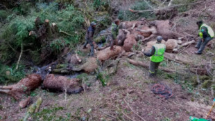 Mueren 15 caballos al despeñarse por un barranco mientras huían de un grupo de perros en Lleida