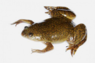Un cóctel de fármacos permite que unas ranas regeneren sus extremidades amputadas