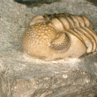 Descubren una especie de trilobites con un hiperojo compuesto de 200 pequeños lentes