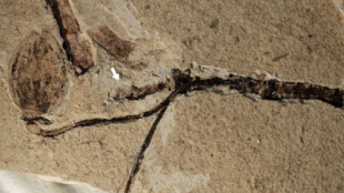 Investigadores hallan en China el botón floral fosilizado más antiguo del mundo: 160 millones de años
