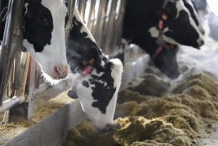 Industrias de la alimentación animal y de la ganadería alertan sobre los peligros del paro de transporte