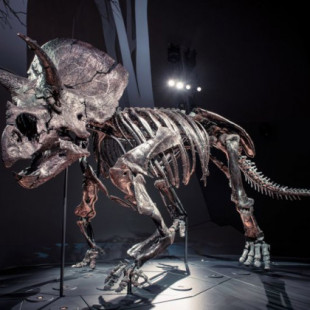 Así es ‘Horridus’, el triceratops más completo que se ha encontrado hasta ahora