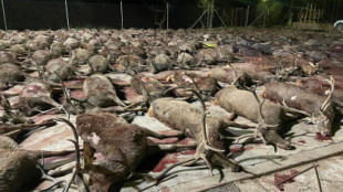 Pacma se querella contra los 73 cazadores y el propietario de la finca en la que murieron 450 animales en una macromontería