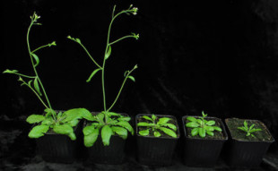 Las plantas transmiten una "memoria ambiental" a las nuevas generaciones