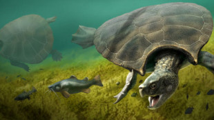 Fósil con cuernos de la tortuga gigante más grande que ha existido