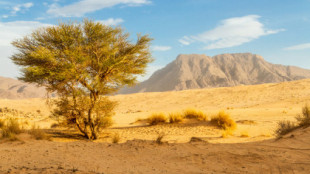 Dos fósiles ayudan a entender cómo se desertificó el Sáhara