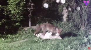 Una mujer ha grabado unas adorables imágenes de dos zorros juguetones disfrutando de una pelea de almohadas en su jardín