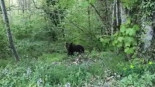 «Vaya cacho bicho»: las espectaculares imágenes a diez metros de un oso en Somiedo