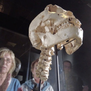 Miguelón, el cráneo más famoso de atapuerca, ya tiene cuello