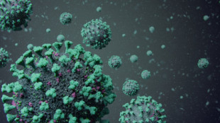 Distintos tipos de virus vistos bajo el microscopio