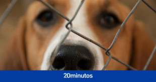 Una mujer recibirá una indemnización de 21.000 euros por las lesiones que le provocó un perro