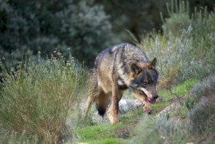 El PP busca desproteger al lobo ibérico para cazarlo