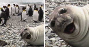 Fotografiando a la foca sonriente