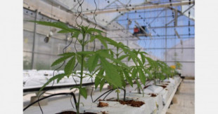 La casa española de semillas Intersemillas comienza la investigación en cannabis medicinal
